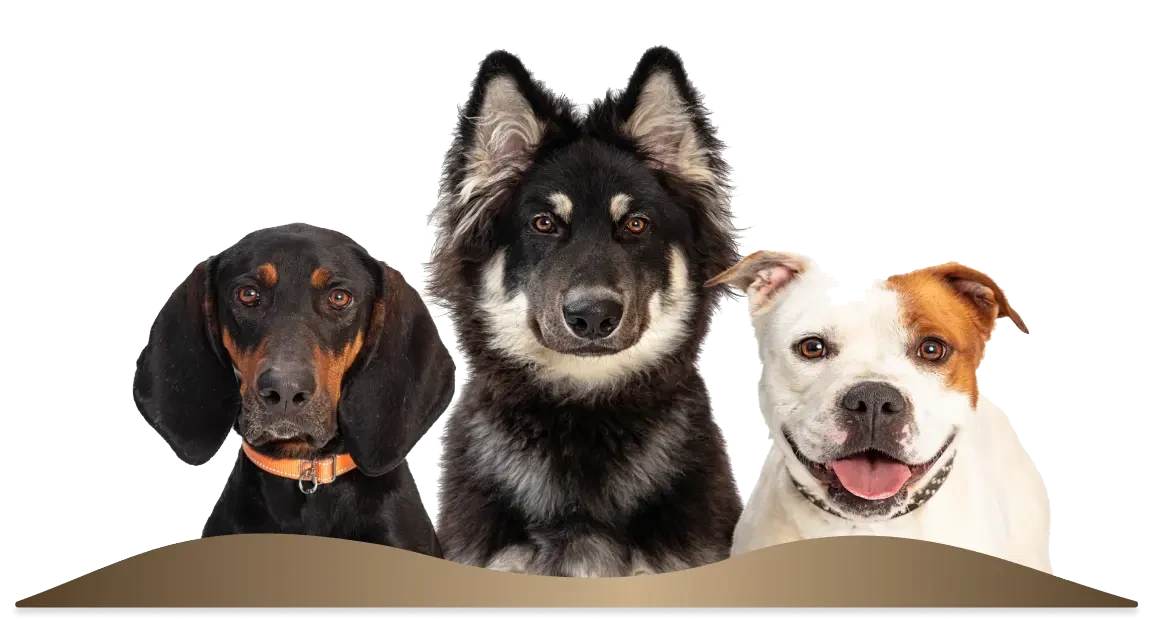 Psy alergiczne na tle sklepu Dog Family – karma monobiałkowa bez zbóż, glutenu i kurczaka