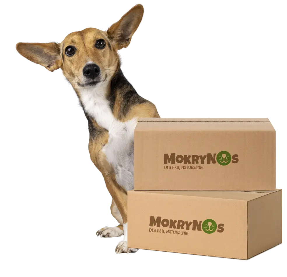 Pies na tle najlepszych karm monobiałkowych bez zbóż i glutenu