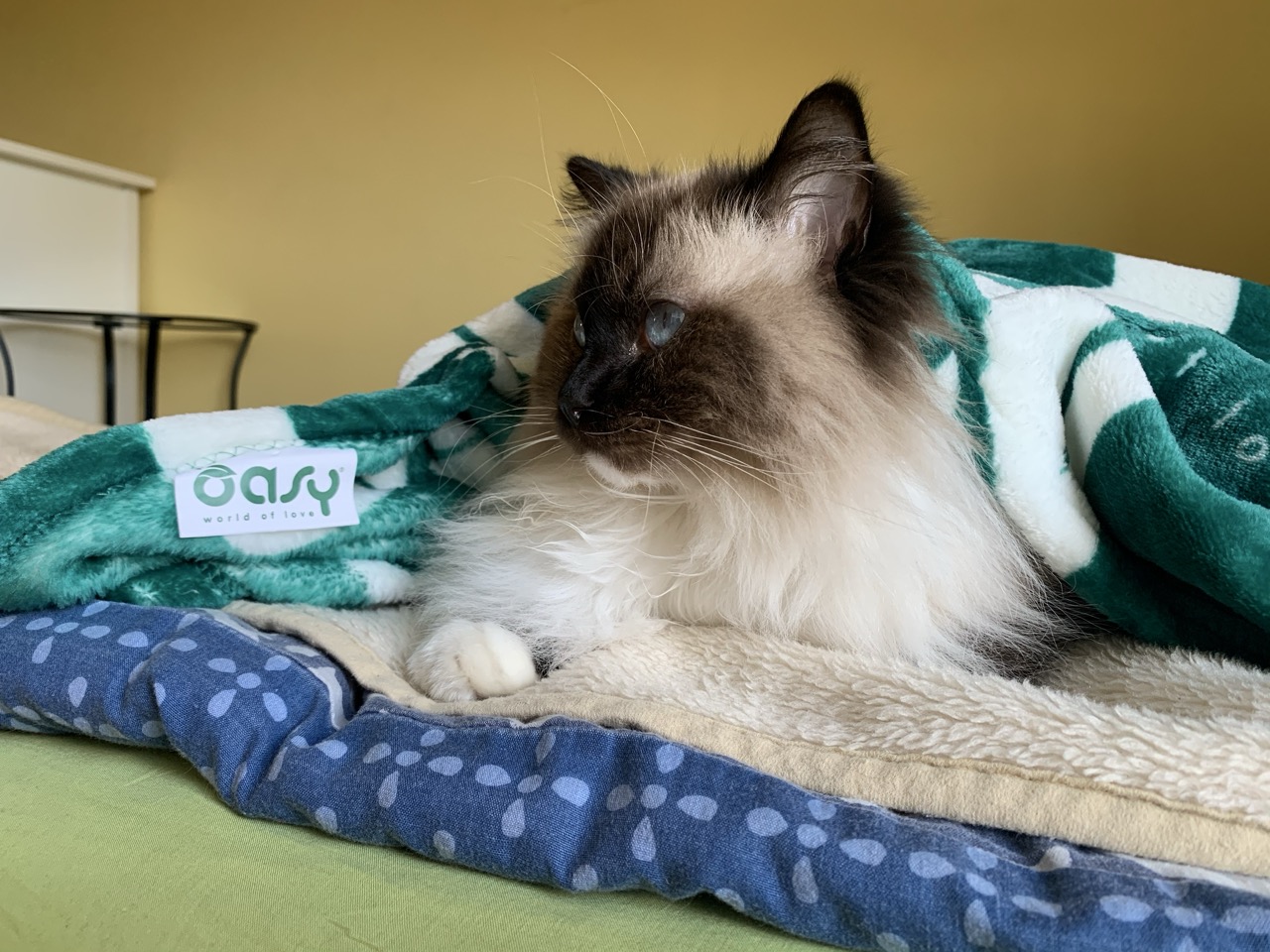 Kot rasy ragdoll odpoczywający w domu