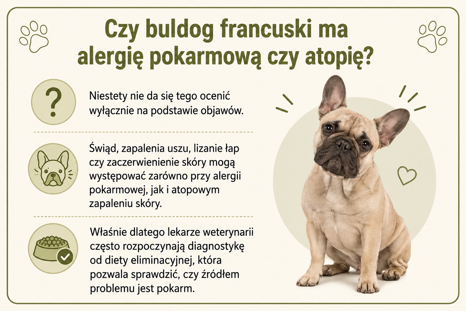 Czy buldog francuski ma alergię pokarmową czy atopię? Infografika wyjaśniająca, że objawy obu schorzeń są podobne, a diagnostykę rozpoczyna się od diety eliminacyjnej.